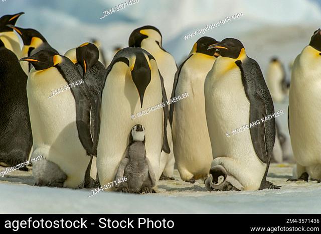 View of an Emperor penguin (Aptenodytes forsteri) colony with chicks on the feet of adults on the sea ice at Snow Hill Island in the Weddell Sea in Antarctica