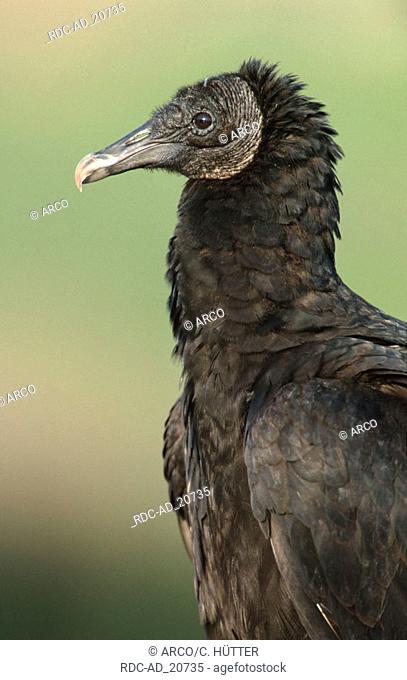 Black Vulture Everglades national park Florida USA Coragyps atratus side