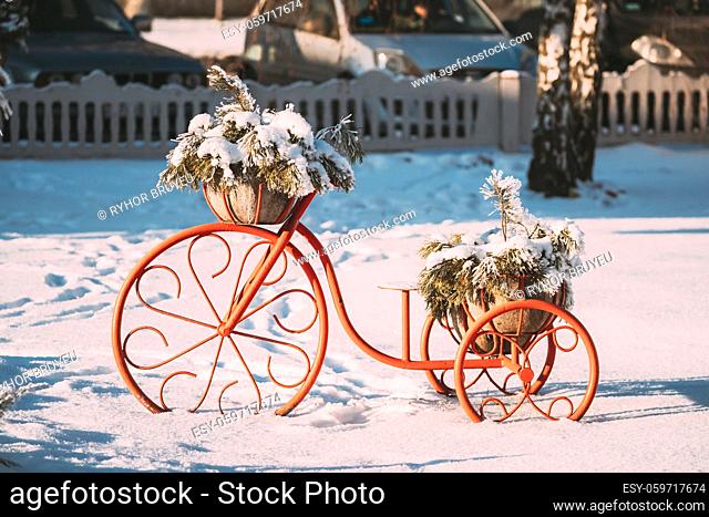 Decorative Vintage Model Old Bicycle Equipped Basket Of Pine Snowy Branches At Winter Sunny Day