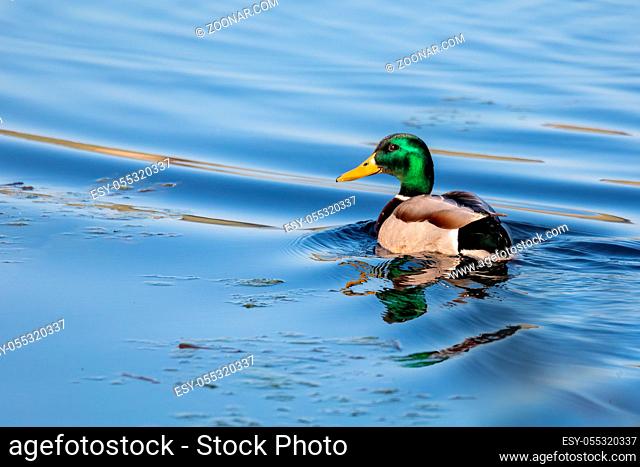 male of wild bird duck mallard, anas platyrhynchos, swim in morning light on spring pond. Czech Republic, Europe wildlife