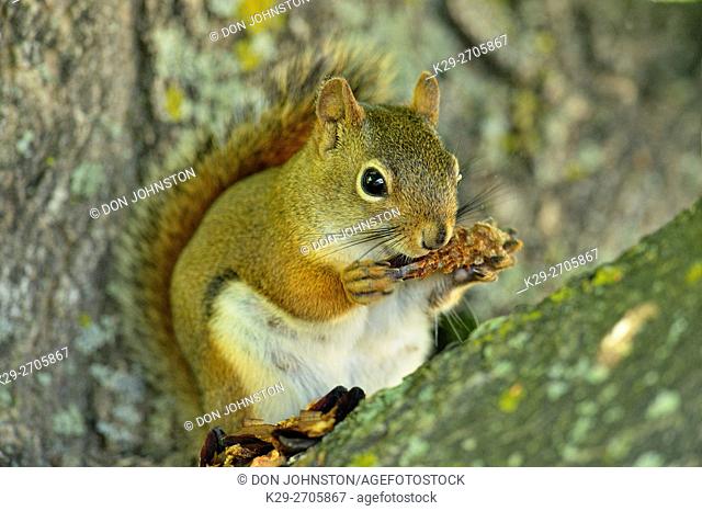 Red squirrel (Tamiasciurus hudsonicus) Eating a pine cone, Seney NWR, Seney, Michigan, USA