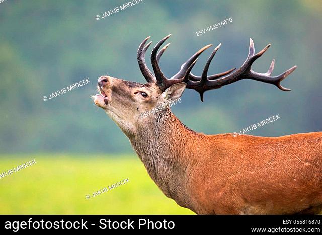Strong red deer, cervus elaphus, stag with massive antlers roaring in rutting season. Male mammal challenging others and calling with open mouth in close-up
