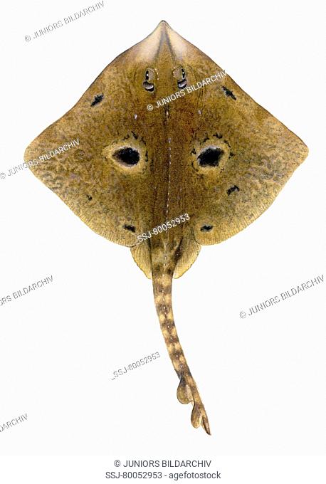 DEU, 2006: Thornback Ray (Raja clavata), male, colour variation imitating Cuckoo Ray, drawing