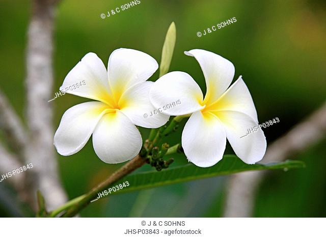 White Frangipani, Plumeria pudica, Kota Kinabalu, Sabah, Malaysia, Borneo, Asia, tree blooming