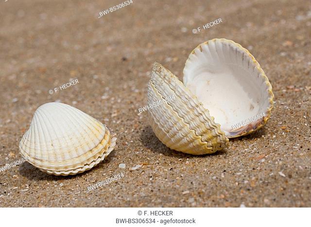common cockle, common European cockle, edible cockle (Cerastoderma edule, Cardium edule), shells on the beach, Germany