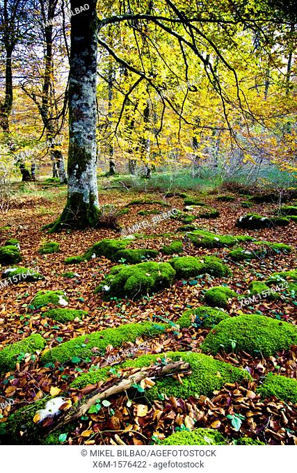 Beechwood  Monte Santiago Natural Monument  County Las Merindades  Burgos, Castile and Leon  Spain