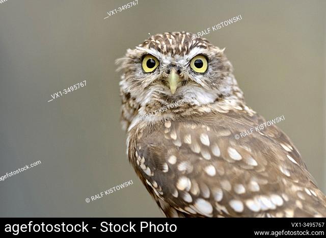 Little Owl / Minervas Owl ( Athene noctua ), small owl species, widespread all over Europe, watching frowning, direct eye contact, funny bird of prey