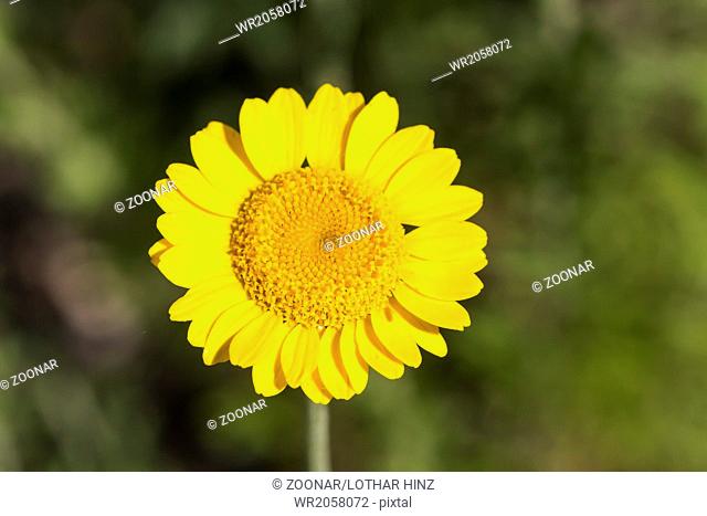 Anthemis tinctoria, Golden Marguerite