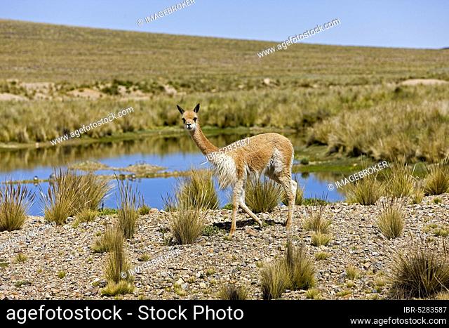 Vicuña (vicugna vicugna), PAMPA GALERAS NATIONAL RESERVE, PERU