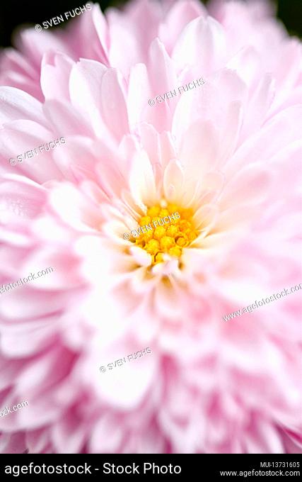 pink flower with its delicate blossoms in spring