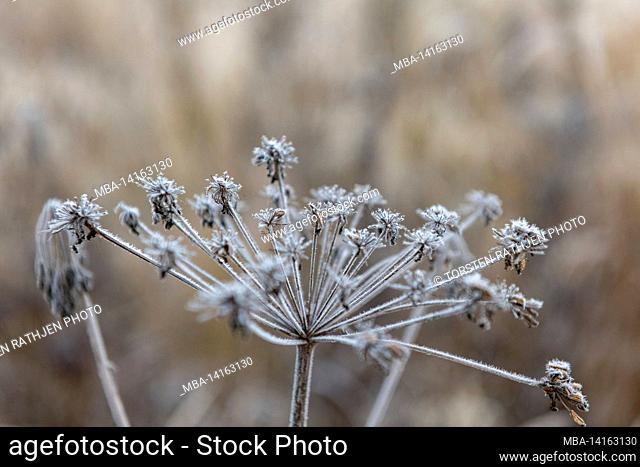 withered blossom in autumn with hoarfrost, nyluspen, västerbottens län, lapland, sweden