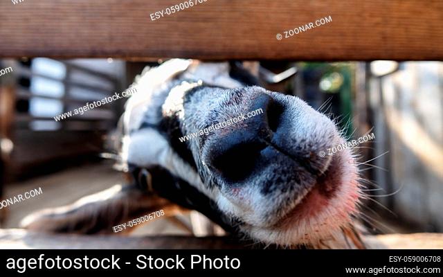 A goat in a pen. Goat face through the fence asks to feed, goat husbandry