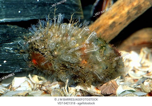Light-bulb sea squirt (Clavelina lepadiformis) is a colonial ascidiacea native to Mediterranean Sea and northeastern Atlantic Ocean