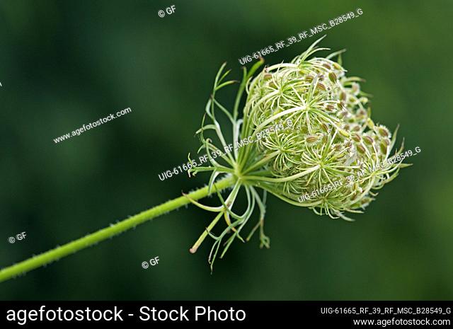 Nest-shaped fruit umbel of Wild Carot (Daucus carota), Carot family (Apiaceae)