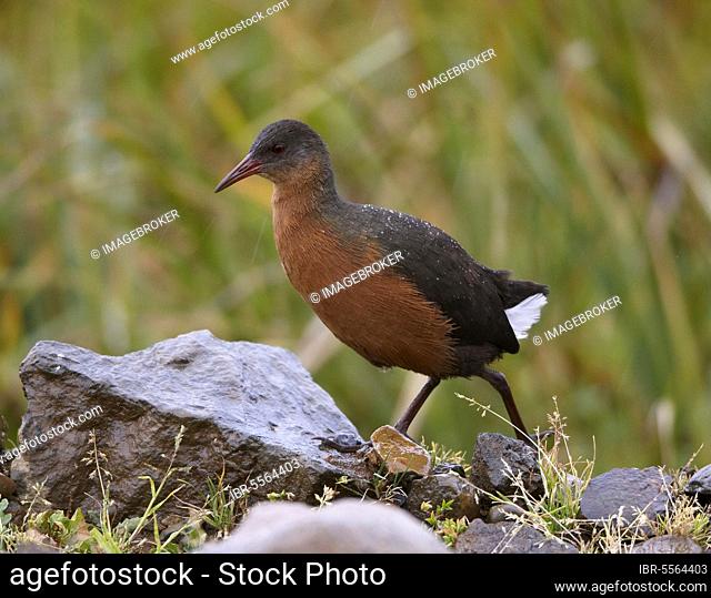 Rouget's rouget's rail (Rougetius rougetii), adult, walking on rocks in drizzle, Bale Mountains, Oromia, Ethiopia, Africa