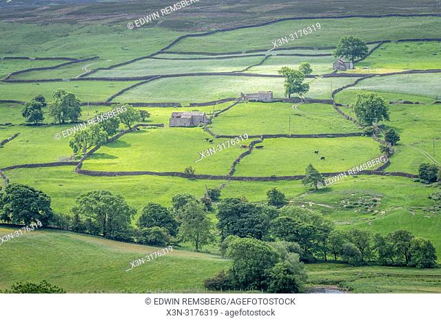 Miles of dry stone walls form a patchwork of pastures across the hilly countryside of Swaledale, Yorkshire Dales National Park, UK