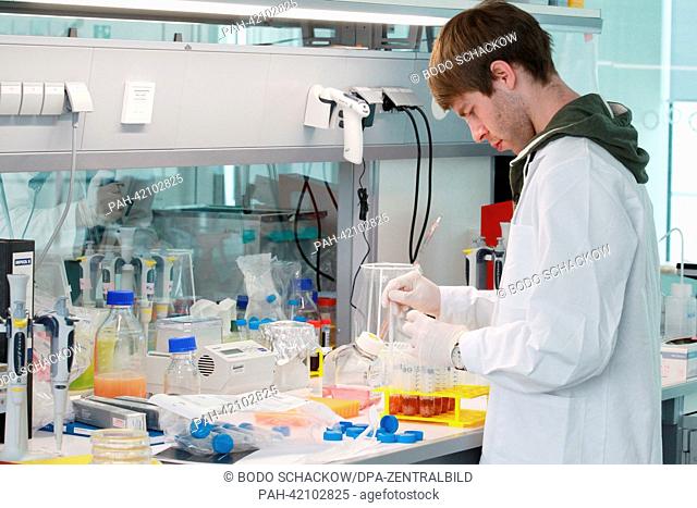 Doctoral student Simon Schwoerer isolates stem cells of mice in a laboratory at the Leibniz institute for research into aging Jena, Germany, 28 August 2013