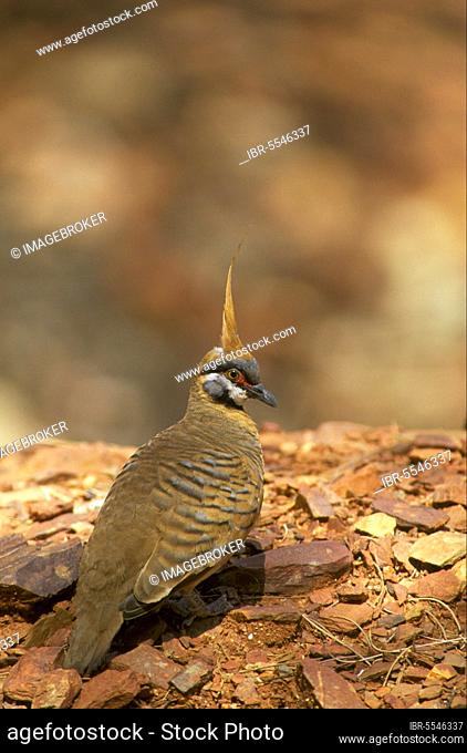 Spinifex Pigeon (Geophaps plumifera) adult, perched on rock, Pound Walk, Ormiston Gorge, West MacDonnell N. P. West MacDonnell Range, Red Centre