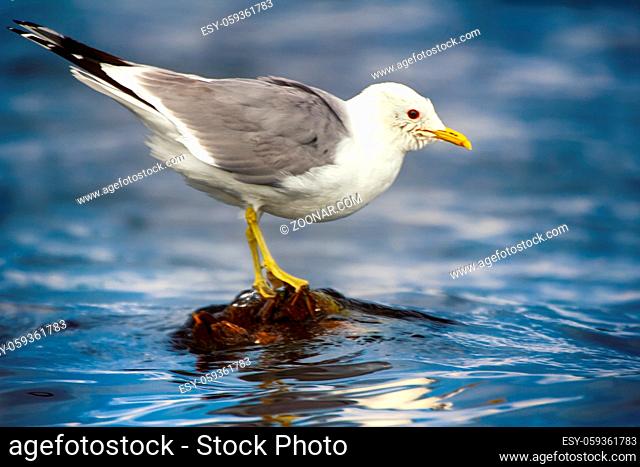 Common gull (Larus canus, adult) bathed, wash head on rotten mossy stump