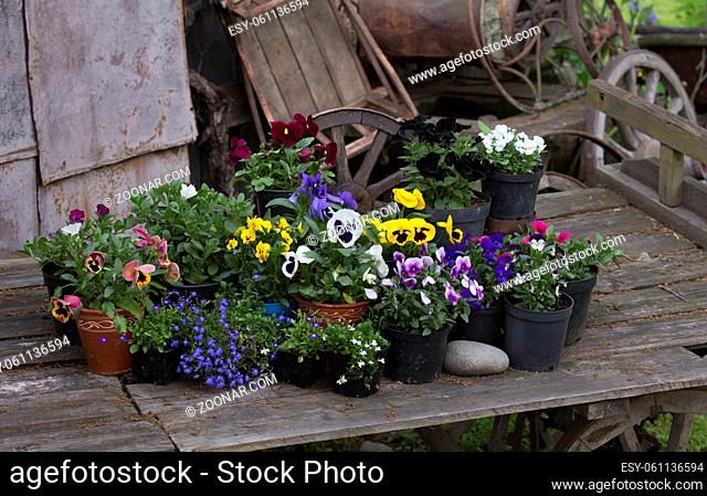 Detail of an old wooden cart with many pots of flowers