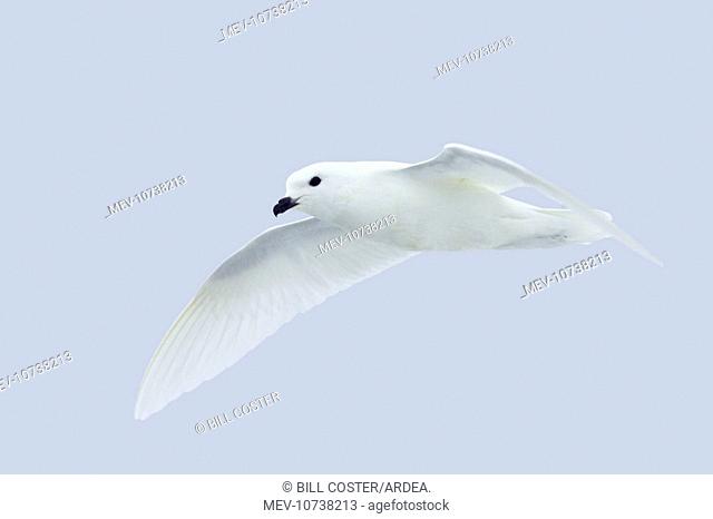 Snow Petrel - in flight (Pagodroma nivea)