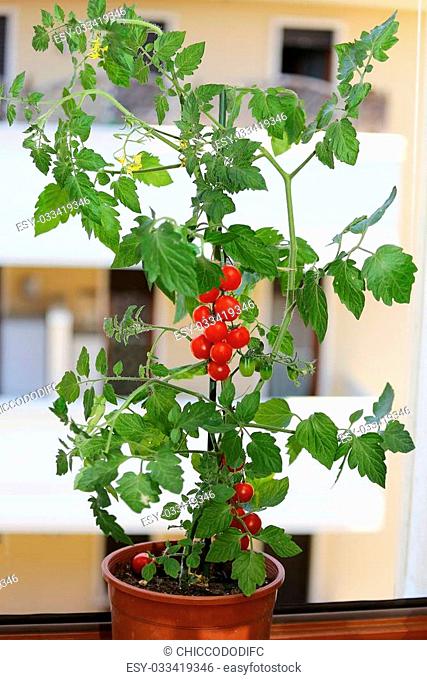 single plant of tomatoes in the balcony of a house