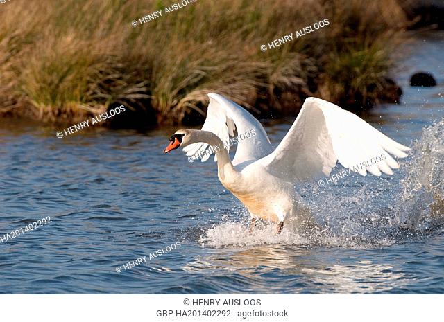 Cygne tubercule ou muet - Mute Swan - Cygnus olor