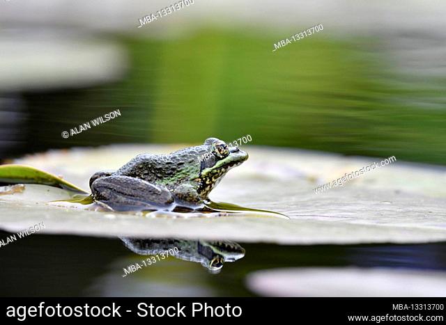 A Cape River Frog [Amietia fuscigula] sitting on a lily pad, in Betty's Bay, South Africa