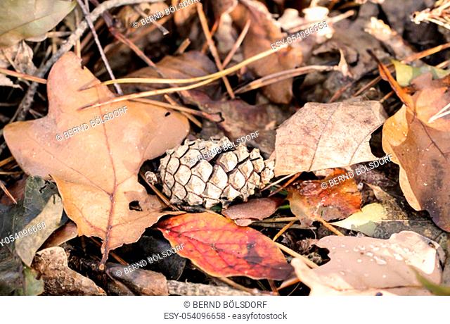 a pinecone, Kienapfel on the forest floor between every amount of foliage