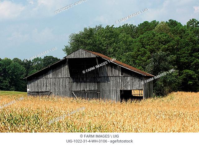 Old wooden barn in the middle of a corn field, Tennesse, USA. (Photo by: Wayne Hutchinson/Farm Images/UIG)