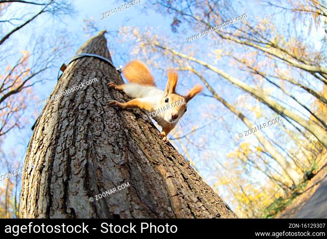 Red-haired funny squirrel runs on a tree