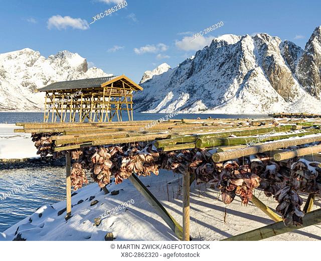 Drying of atlantic cod for stockfish on typical drying racks. Village Reine on the island Moskenesoya. The Lofoten Islands in northern Norway during winter