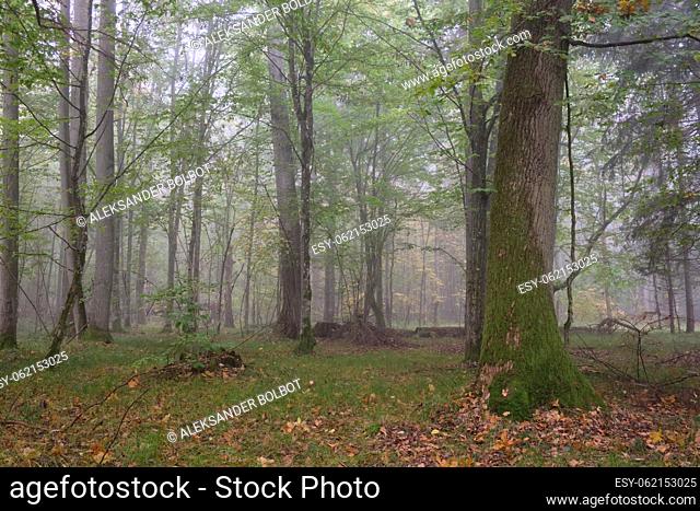 Misty morning in autumnal natural forest, Bialowieza Forest, Poland, Europe