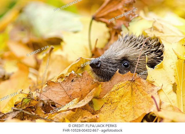 European Hedgehog (Erinaceus europaeus) adult, looking out from amongst leaf litter in garden, Foston, Lincolnshire, England, October