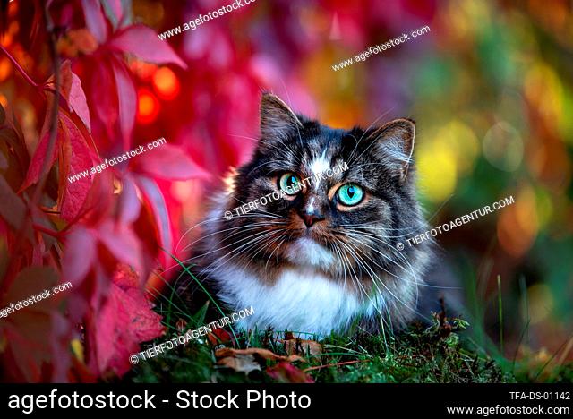Norwegian forest cat in front of vine leaves