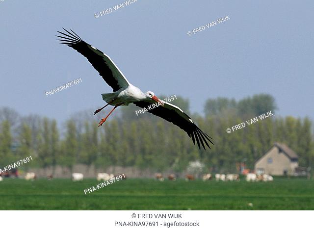 White Stork Ciconia ciconia - stork sanctuary het Liesveld, Groot-Ammers, Krimpenerwaard, South Holland, The Netherlands, Holland, Europe