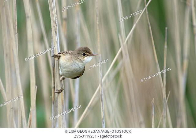 Reed Warbler-Acrocephalus scirpaceus. Spring. Uk