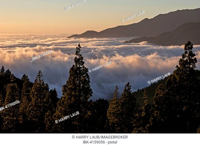 View onto Passat clouds above the Valle Aridane, rear right, Caldera de Taburiente, evening light, La Palma, Canary Islands, Spain