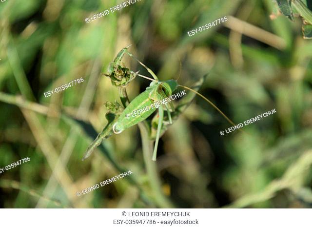 Isofya on the chicory stalks. Grasshopper isofia male