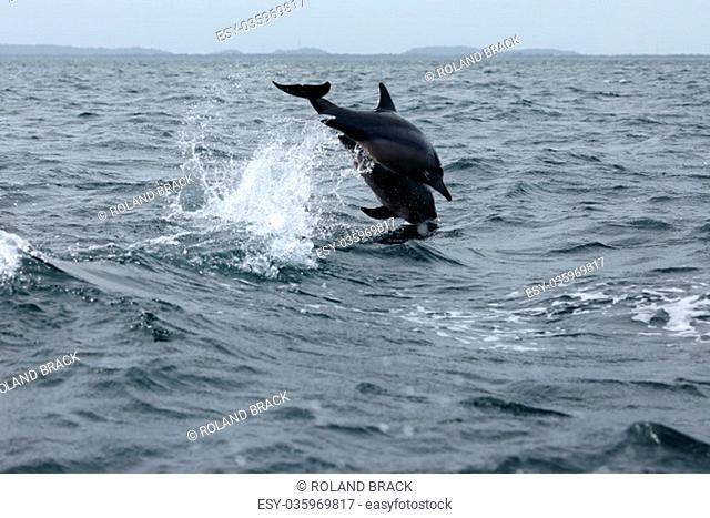 dolphins at trincomalee sri lanka in the indian ocean