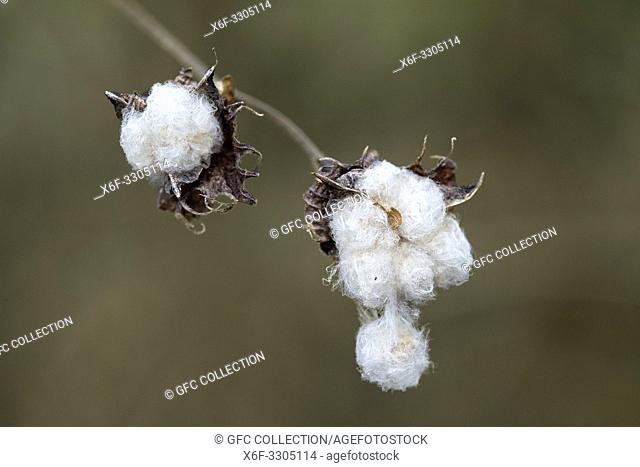 Mature seedpods of Galapagos cotton (Gossypium barbadense var. darwinii), Mallows family (Malvaceae), Floreana Island, Galapagos Islands, Ecuador