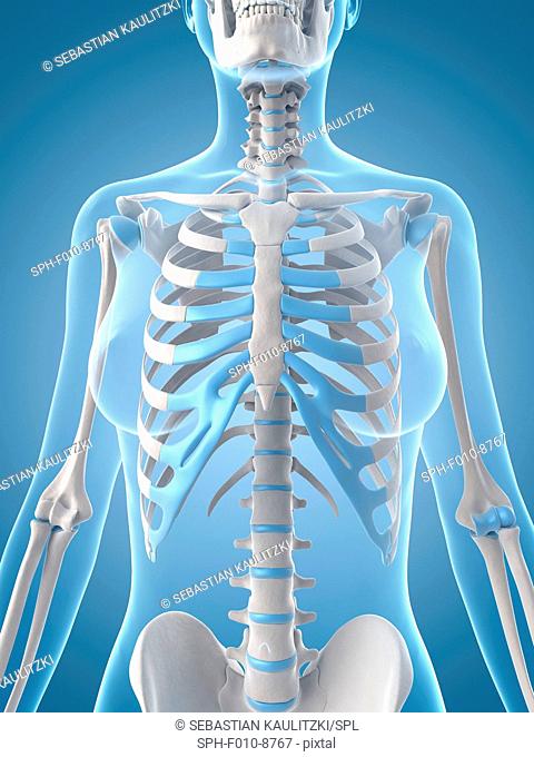 Human ribcage, computer illustration