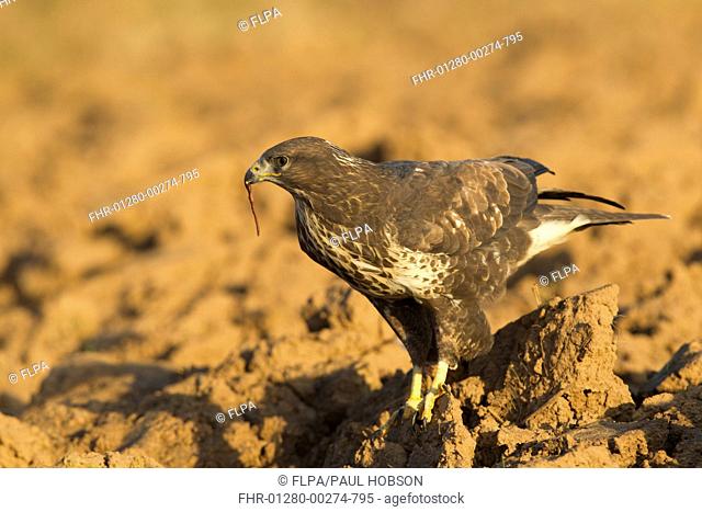 Common Buzzard Buteo buteo adult, feeding on earthworm in ploughed field, Yorkshire, England, november captive
