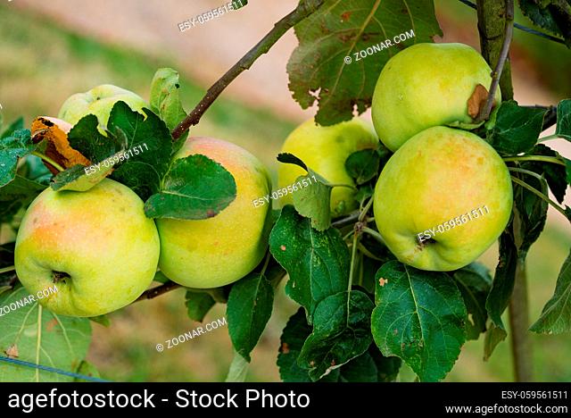 A close up view of organic apples ripening on a fruit tree in an orchard