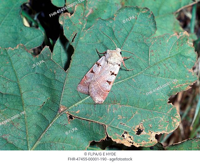 Moth - Rustic Autumnal Noctua glareosa on leaf