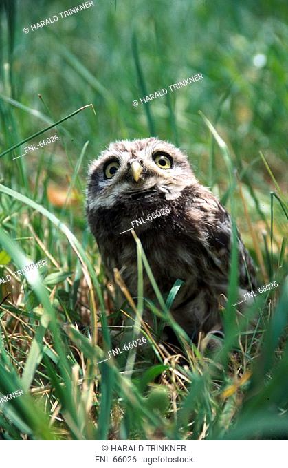 Little Owl Athene noctua in grass