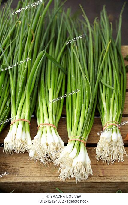 Bundles of spring onions, on a wooden crate