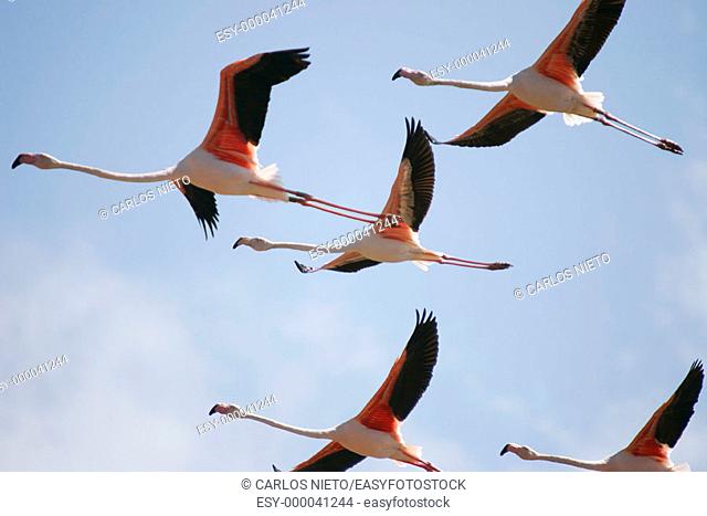 Flamingos flying by marshes, Sanlúcar de Barrameda. Cádiz province, Spain