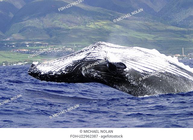 Humpback Whale Megaptera novaeangliae Breaching in Auau Channel, Maui, Hawaii, North America