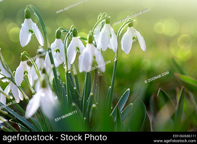 Snowdrops on bokeh background in sunny spring garden under sunbeams